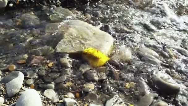 Bela folha de outono amarela em um riacho — Vídeo de Stock