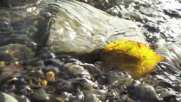 Slow motion Herfstblad in een stroom van water — Stockvideo