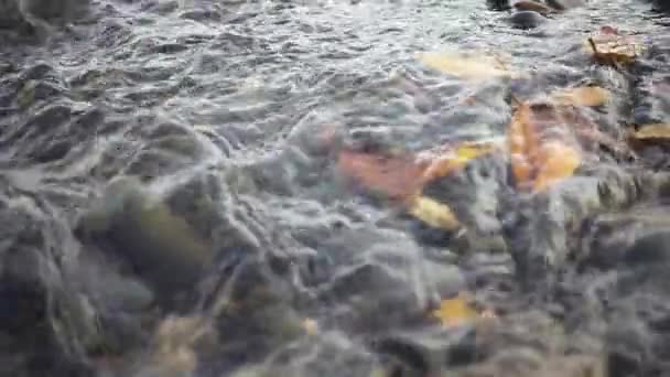 Lassú mo őszi levelek, kő alján a patak — Stock videók