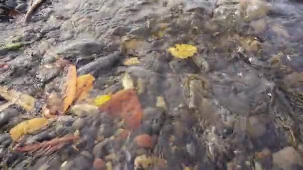 La foglia galleggia in un ruscello d'acqua al rallentatore — Video Stock