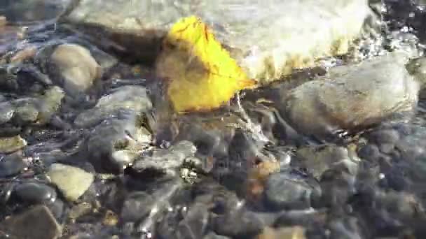 Feuille d'automne au mouvement lent dans un ruisseau transparent — Video