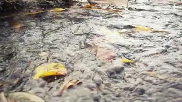 Lento mo un montón de hojas y ramas en el arroyo de la montaña — Vídeos de Stock