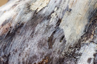 Gövde Ağacı deniz kenarında parlatılır