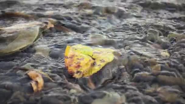 Hermosa hoja amarilla en un río lento mo — Vídeos de Stock