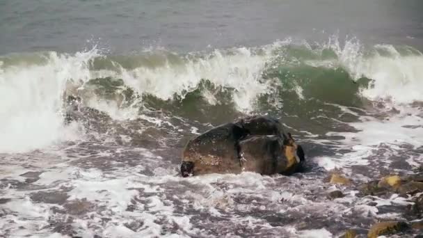 Platsch gegen eine Welle auf einem Stein Zeitlupe — Stockvideo
