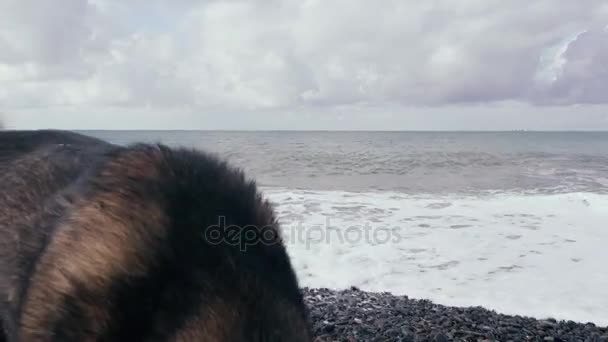 Perro en la orilla de guijarros del mar gris — Vídeos de Stock