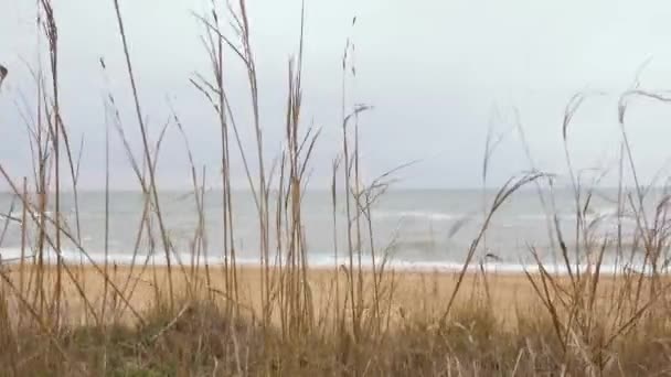 Paysage marin à travers l'herbe sèche — Video