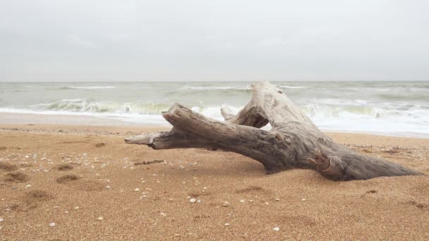 Морський пейзаж і гілка сушеного дерева — стокове відео
