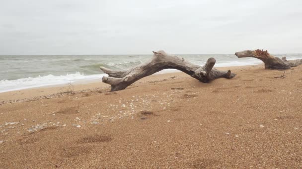 Gamla träd på en sandstrand — Stockvideo