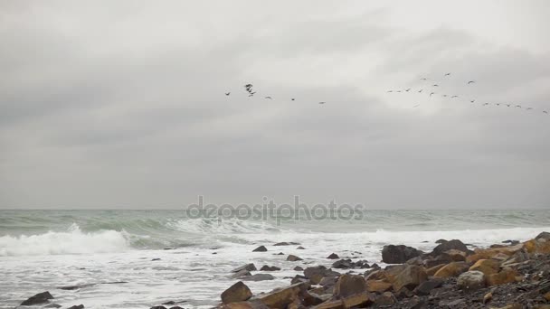 Birds fly away against the sea slow mo — Stock Video