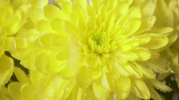 Gotas de lluvia caen sobre la flor desde arriba cámara lenta — Vídeo de stock