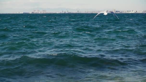 Slow motion seagulls hover on the waves on the shore — Stock Video