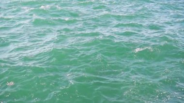 Kıyı deniz suyu yavaş mo yaprak