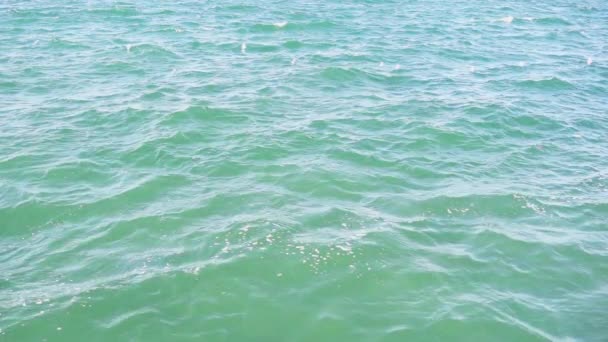 Slow mo gulls on the water surface — Stock Video