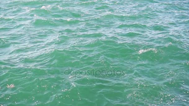 Lento mo foglia in acqua di mare costiera — Video Stock