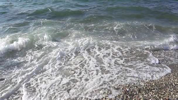 The wave rolls over the shore and the shadow of a seagull slow motion — Stock Video