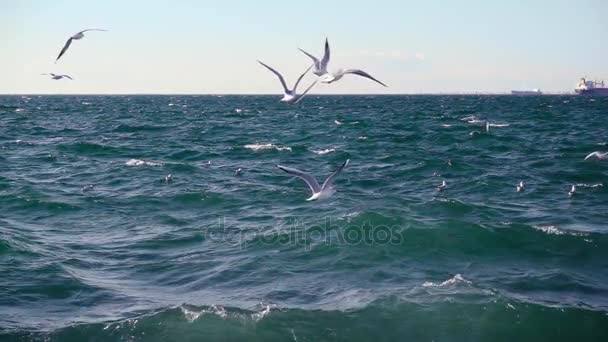 Gaviotas flotando sobre el mar tormentoso lento mo — Vídeo de stock