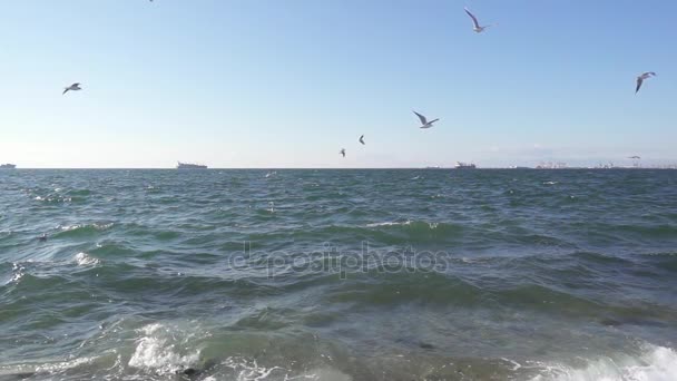 一群海鸥在海边缓缓地徘徊 — 图库视频影像