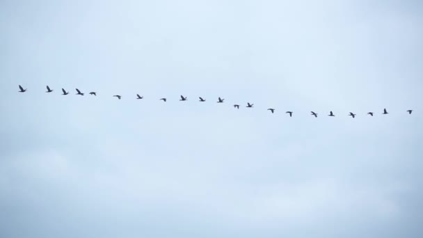 Uno stormo di uccelli vola attraverso il cielo al rallentatore — Video Stock