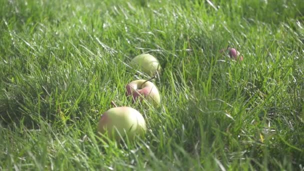 Slow motion on the grass are apples and one falls — Stock Video