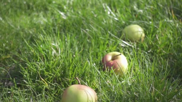 Зелені яблука лежать в траві повільний рух — стокове відео