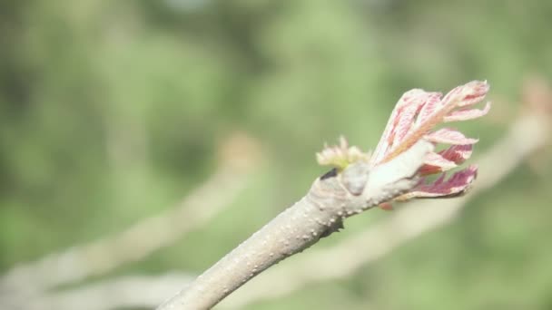 Slowmotion camerabeweging op een tak met jonge bladeren — Stockvideo