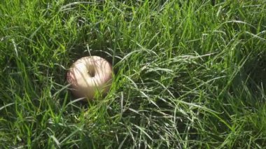 Ağır çekim bir elma otların arasına düşer ve rulolar