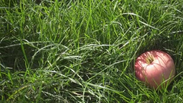 Камера рухається над яблуком у повільному русі трави — стокове відео