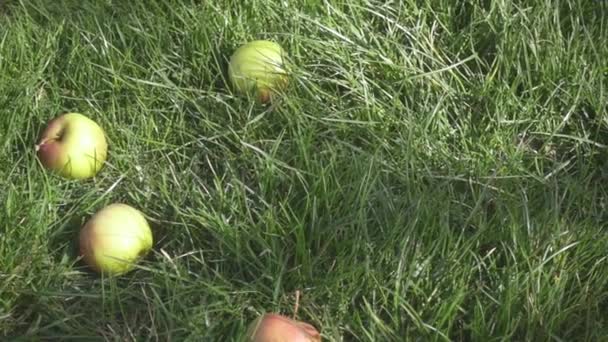 Slow motion in the grass are apples and two apples fall from above — Stock Video