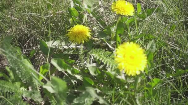 Amarelo dentes-de-leão em grama verde câmera lenta — Vídeo de Stock