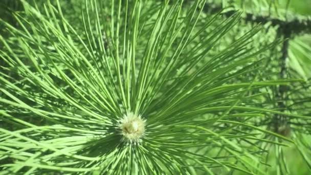Slow motion the pine branch sway in the wind — Stock Video
