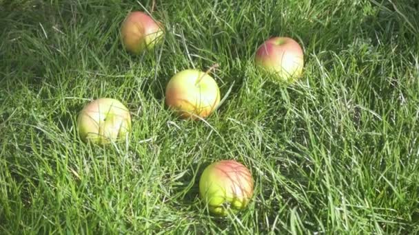 Manzanas de cámara lenta en la hierba y las manos de las mujeres los recogen — Vídeo de stock