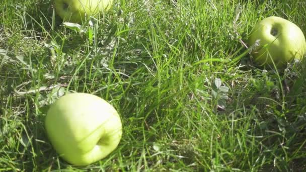 Manzanas de cámara lenta yacen en la hierba y la manzana cae — Vídeo de stock