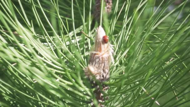 Ladybug on pine cone soft focus slow motion — Stock Video