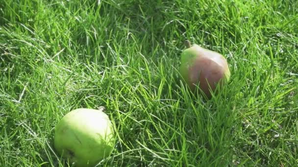 Slow motion ripe pear falls into the grass — Stock Video