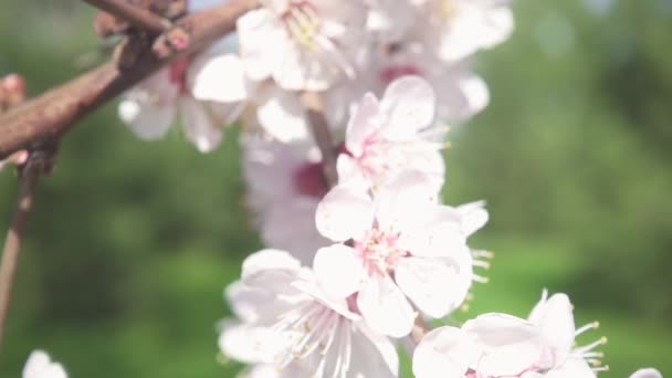 Slow motion the camera is moving along a flowering tree branch — Stock Video