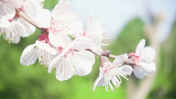 Branche à floraison lente d'un buisson — Video