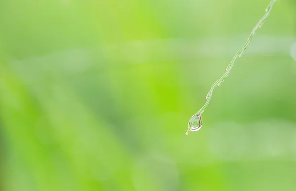 Blad med daggdroppar — Stockfoto