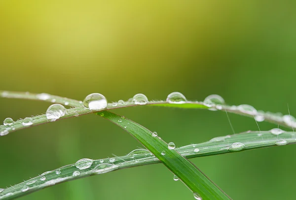Fresh grass with dew drops close up — Stock Photo, Image