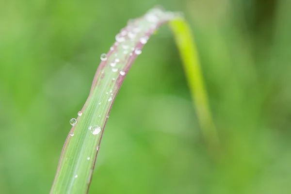 Färskt gräs med dagg droppar närbild — Stockfoto