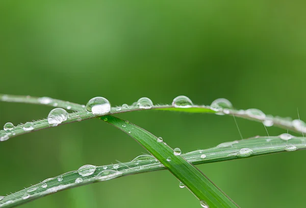 Fresh grass with dew drops close up — Stock Photo, Image