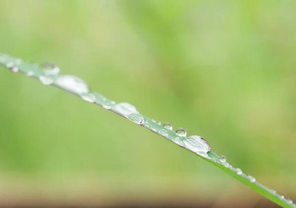 Fresh grass with dew drops close up — Stock Photo, Image