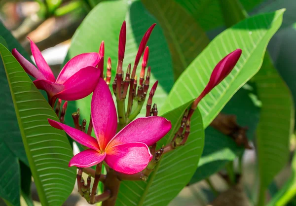 Tropikalny kwiat Frangipani — Zdjęcie stockowe
