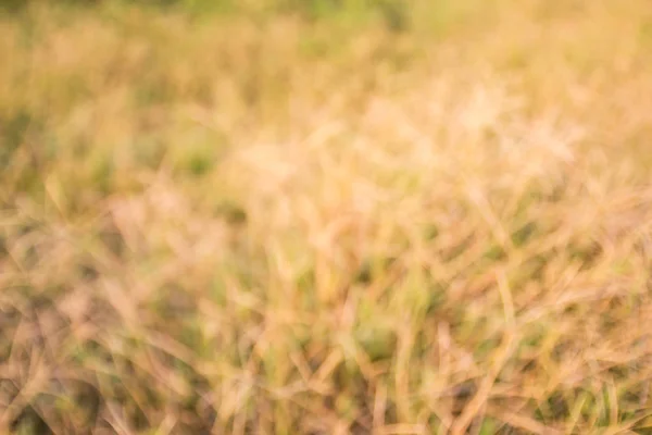 Uit tropisch droog gras scherpstelveld. — Stockfoto