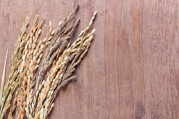 Primer plano de trigo o arroz con cáscara — Foto de Stock