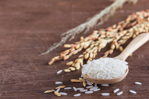 Fermer le blé ou le riz paddy sur une table en bois — Photo