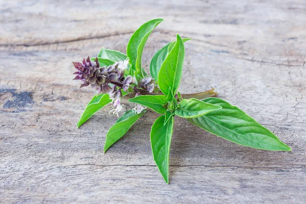 Verse groene basilicum, voedsel close-up — Stockfoto