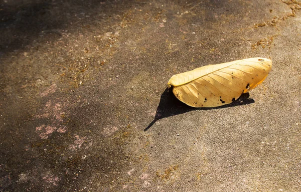 Droge bladeren op de grond — Stockfoto