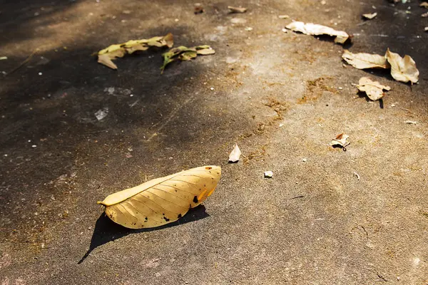 Folhas secas no chão — Fotografia de Stock