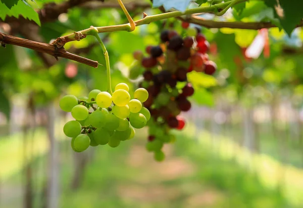 Uvas frescas no jardim — Fotografia de Stock